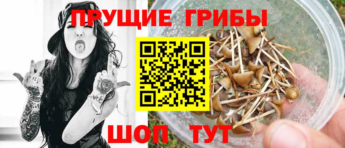 Нефтекумск  хочу   Вход с VPN  Галлюциногенные грибы мухоморы  Псилоцибиновые грибы Psilocybe 